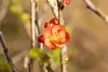 Chaenomeles japonica 'Cido', Zierquitte, gelb, 40–60 cm Produktbild-Vorschau 5