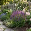 Bloomique - Lot de 6 - Salvia Blaukönigin - Sauge - Voir les images du produit 3