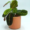 Set für Orchideen Keramik Blumentopf Toscana terracotta Ø Produktbild-Vorschau 2