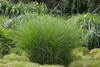 Stauden Gänge 3 x Miscanthus sinensis 'Gracillimus Nana' im Produktbild-Vorschau 8