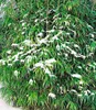 BALDUR Garten 10er Winterharte Bambus-Hecke, Pflanzen im Produktbild-Vorschau 2