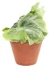 Gardners Platycerium superbum, priemer 12-14 cm Náhľad obrázku produktu 2