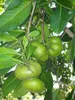 Sapote nero (Diospyros digyna)  - 3 semi Anteprima dell’immagine prodotto 3