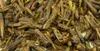 Getzoo Grashüpfer 25g Produktbild-Vorschau 2
