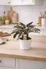 A potted plant is placed on a kitchen counter. Anteprima dell’immagine prodotto