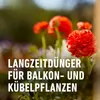Balkon- & Kübelpflanzendünger COMPO Langzeitdünger mit Produktbild-Vorschau 4