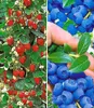 A split image showing a close-up of a strawberry plant on the left and a hand picking blueberries on the right. Produktbild-Vorschau