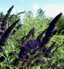 Sommerflieder ´BLACK KNIGHT´ 15-20 cm, Cont. 2,5 l Produktbild-Vorschau 7