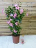 [Palmenlager] XL Dipladenia/Mandevilla "Rio Grande" PINK - Produktbild-Vorschau 3