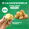 Oignons de lis résistants au froid et vivaces - Collection Voir les images du produit 4