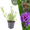 Plants by Frank | 6 Eisenkraut Pflanzen | Verbena Produktbild-Vorschau 1