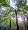 Stromová kapradina (Cyathea australis)  – 1 porce spor Náhled obrázku produktu 3