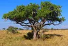 SAFLAX - Leberwurstbaum - 10 Samen - Mit keimfreiem Produktbild-Vorschau 8