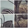 Bild auf Leinwand - Leinwandbild - Zebra Tier Wiese - Produktbild-Vorschau 8