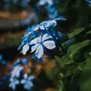 A close-up of blue flowers with green leaves in the background. Produktbild-Vorschau