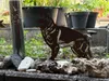 Edelrost Altdeutscher Schäferhund - Rost Deko Hund Produktbild-Vorschau 3