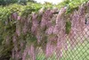 Blauregen ´ROSEA´ 50-60 cm, Cont. 1,6 l, Pflanze mit Produktbild-Vorschau 6