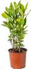 Bloomique - Laurus Nobilis - Laurier-sauce - Plantes de Voir les images du produit 1