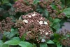 Viburnum tinus 'Spirit'® ('anvi'®) - Laurowa kula śnieżna Podgląd zdjęcia produktu 3