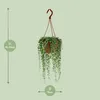 Hrachor Senecio Herreianus, izbová rastlina, priemer 12cm, Náhľad obrázku produktu 1