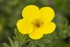 Potentilla 'Goldteppich', Fingerstrauch, gelb, ca. 9x9 cm Produktbild-Vorschau 2