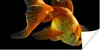 MuchoWow® Poster Goldfisch - Tiere - Schwarz 40x20 cm - Produktbild-Vorschau 1