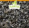 Ringelblumen Mischung | Blumenwiese von FLORTUS, Menge:500 Produktbild-Vorschau 3