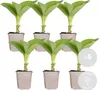 Bloomique - Zestaw 6 szt. - Hosta Sieboldiana Elegans - Podgląd zdjęcia produktu 2