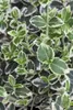 Euonymus fortunei 'Emerald Gaiety', Kriechspindel, Produktbild-Vorschau 8