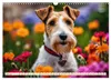 Drahthaar-Foxterrier (Wandkalender 2027 DIN A3 quer), Produktbild-Vorschau 9