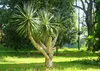 SAFLAX - dračí strom - Dracaena Draco - 5 Semena - S Náhled obrázku produktu 5
