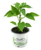 Enseleits Rote Blockpaprika "Indired F1" im 12cm Topf, Produktbild-Vorschau 2