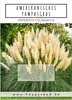 Amerikanisches Pampasgras (Cortaderia selloana) - Produktbild-Vorschau 2