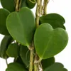 Hoya kerii – rostlina srdíčko – samostatná mateřská Náhled obrázku produktu 2