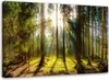 Leinwandbild strahlen in einem sonnigen wald 100x70 cm Produktbild-Vorschau 1