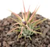 Tillandsia ionantha ionantha - roslina luzna Náhľad obrázku produktu 4