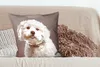 MuchoWow® Zierkissen Sofakissen Wohnzimmer Dekokissen 60x60 Produktbild-Vorschau 4