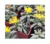 15x Faucaria bosscheana Kaktus Sukkulenten Zimmer Garten Produktbild-Vorschau 3