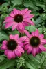 Echinacea purpurea 'PowWow Wild Berry', Purpursonnenhut, Produktbild-Vorschau 2