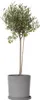 Olivenbaum - Olea europaea - Höhe 80-90cm - ⌀19cm Produktbild-Vorschau 7