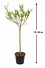 Wierzba arlekinowa, sadzonki 120–140 cm – Salix integra Podgląd zdjęcia produktu 5