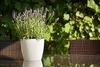 A potted lavender plant sits on a reflective table in front of a blurred green leafy background and a brown wicker chair. Produktbild-Vorschau
