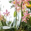 Orchidea Phalaenopsis Spider Orange Ø9cm - Pianta da Anteprima dell’immagine prodotto 5