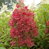 2 x  Hortensie  - Hydrangea paniculata 'Pinky Winky'  | Produktbild-Vorschau 1