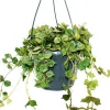 Pianta da appartamento da appendere - Hoya curtisii - Anteprima dell’immagine prodotto 2
