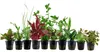 Pflanzen Set für 80l Aquarien mit 10 Topf Aquarium Produktbild-Vorschau 1