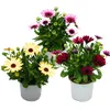 Kapkörbchen - Osteospermum ecklonis - 11cm Topf - Set mit 3 Produktbild-Vorschau 1