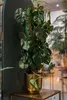 Emerald Künstliche Monstera 75 cm im Topf Produktbild-Vorschau 3