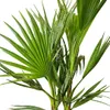Bloomique - Lot de 3 - Mélange de palmiers rustiques - Voir les images du produit 3