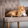 CanadianCat C11333, Katze, Katzenminze, Mehrfarbig, Produktbild-Vorschau 6